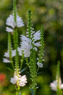 Physostegia virginiana alba beyaz çiçekli güzel bir bitki, sahte ejderha başlı süsleme bitkileri, bahçesinde tomurcukları olan uzun bir gövde