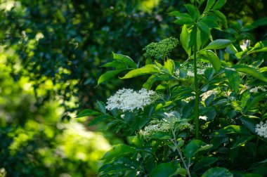 Sambucus nigra avrupalı siyah çalı çiçekli yaşlı, yeşil yapraklı dallar üzerinde küçük çiçekli yaşlı böğürtlen grubu