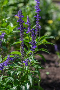 Salvia farinacea mealycup adaçayı. Çiçekli güzel mor mavi çiçekler, bahçedeki çiçekli bilgeler, yeşil yapraklar.