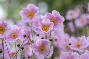 Anemone hupehensis praecox pembe yaprak sadeliği çiçek açan bitki, bahçede çiçek açan rüzgâr çiçekleri, yeşil yapraklar, arka plan deseni