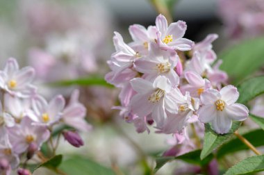 Deutzia gracilis romantik parlak beyaz çiçekli bitki, bir demet harika ve narin çiçek çalıların üzerinde, yeşil yapraklar