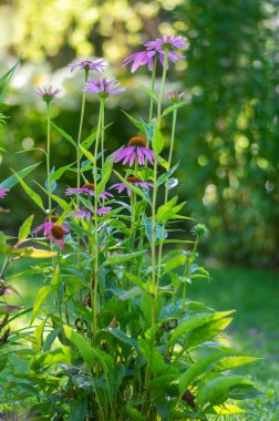 Echinacea purpurea mor hindistan cevizi çiçekleri çiçek açan bitkiler, çiçek açmış tıbbi kirpiler grubu, yeşil yapraklar.