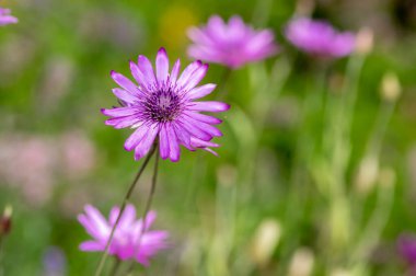 Xeranthemum Yıllık Menekşe çiçekleri çiçek açmış, Bahçede çiçek açan bir grup bitki, yeşil arka plan