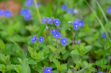 Veronica Chamaedrys, Alman hız limitinde çiçek açan bitki, çiçek açan koyu mavi yapraklı küçük çiçekler, çayır çimlerinde büyüyen yeşil yapraklar,
