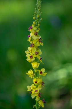 Verbascum nigrum nigrum siyah mullein vahşi çiçekli bienal bitki küçük sarı ve mor çiçekler çayır üzerinde çiçek
