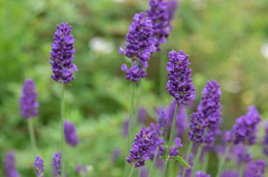 Lavandula angustifolia çiçek demeti, mor kokulu çiçek, yeşil arka plan