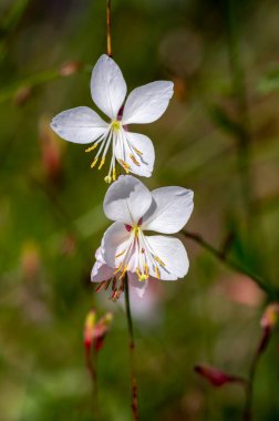 Gaura lindheimeri saat otu arı çiçekleri dönen kelebekler çiçek açan beyaz çiçekler, uzun çiçek açan Kızılderili tüyü bitkileri dalları.