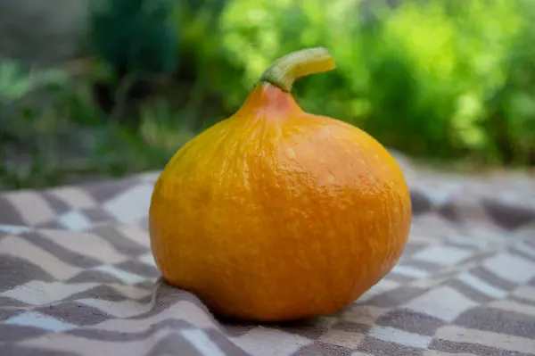 Одна Свежая Оранжевый Цвет Hokkaido Тыква Коричнево Белом Текстурированном Одеяле — стоковое фото
