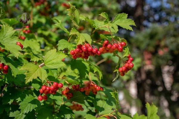 Viburnum Opulus Bobule Okrasný Park Strom Krásným Zrajícím Ovocem Listnatý — Stock fotografie