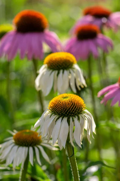 紫锥菊紫色白花开花植物 一组观赏药用刺猬花开花 — 图库照片