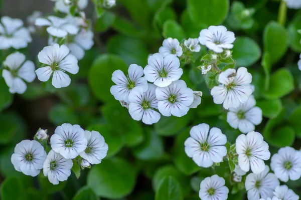 Gypsophila Cerastoides Őrölt Borító Fehér Virágok Virágos Gyönyörű Szirom Kúszó — Stock Fotó