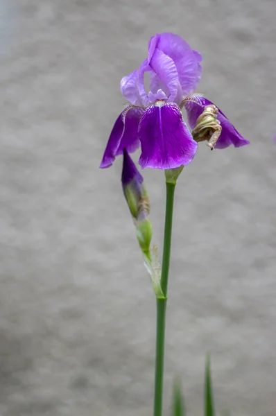 Iris germanica ornamental flowers in bloom, beautiful tall flowering Siberian flag plants in the garden