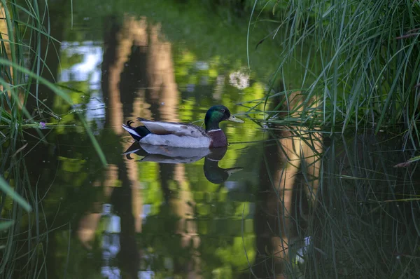 Kamu Parkında Küçük Bir Gölde Yüzen Yalnız Erkek Ördek Doğal — Stok fotoğraf