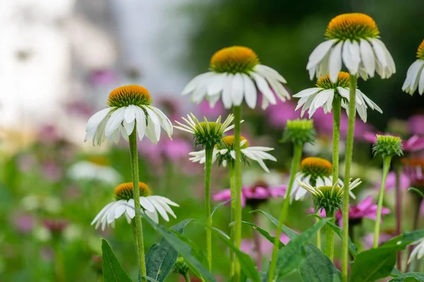 Echinacea Purpurea Paars Witte Coneflower Bloeiende Planten Groep Van Decoratieve — Stockfoto