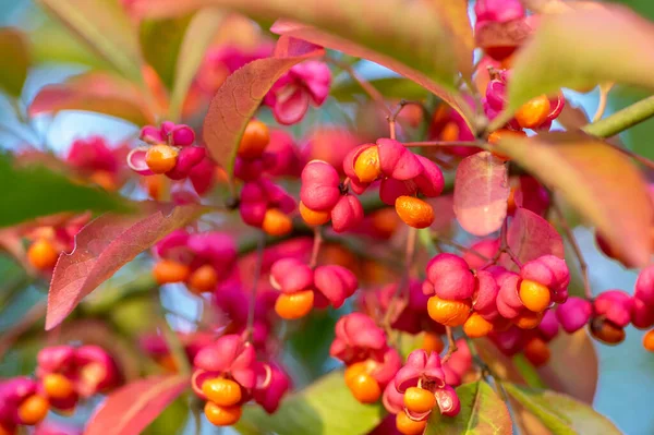 Euonymus Europaeus Europeu Comum Fuso Capsular Amadurecendo Frutas Outono Vermelho — Fotografia de Stock