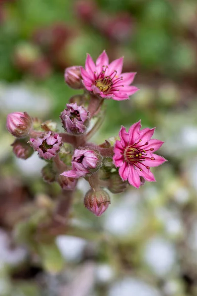 Sempervivum Arachnoideum Pink Flowering Ornamental Cobweb House Leek Plants Small — Stock Photo, Image