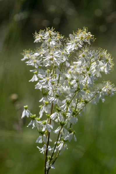 Filipendula Vulgaris Fern Leaf Dropwort White Flowering Plant Meadow Detail — Stock Photo, Image