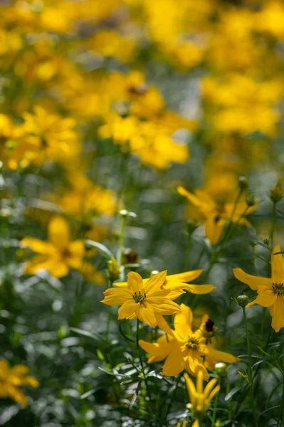 Coreopsis Verticillata Planta Floração Amarelo Brilhante Grupo Pétalas Flores Ornamentais — Fotografia de Stock