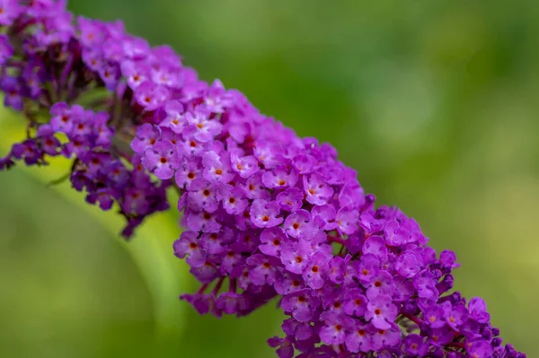 Buddleja Davidii夏ライラック蝶の茂みの花が咲き 紫色のオレンジ色の目の開花低木 緑の背景 — ストック写真