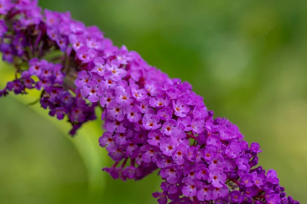 Buddleja Davidii 라일락 나비가 피우고 보라색 오렌지색 피우고 피우며 — 스톡 사진