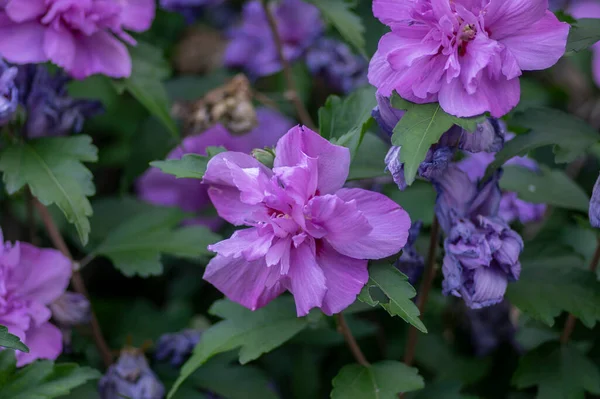 Hibiscus Syriacus Роза Сирианский Кетчуп Цветении Растения Зелеными Листьями — стоковое фото