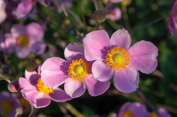 Anemone Hupehensis Praecox Rosa Blütenblatt Einfachheit Blühende Pflanze Windblumen Blühende — Stockfoto