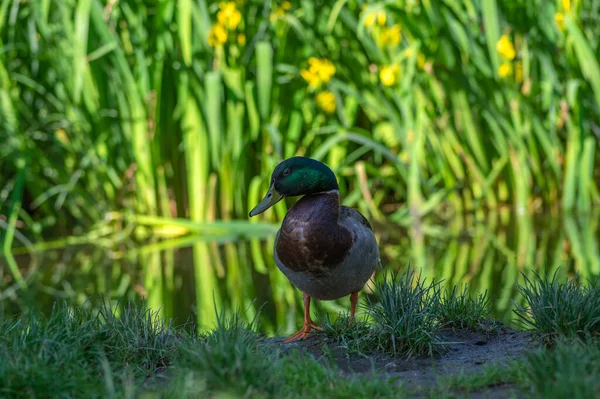 Osamělý Samec Kachna Pózující Blízkosti Malého Rybníčku Veřejném Parku Krásný — Stock fotografie