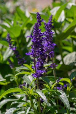 Salvia farinacea mealycup adaçayı. Çiçekli güzel mor mavi çiçekler, bahçedeki çiçekli bilgeler, yeşil yapraklar.