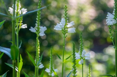 Physostegia virginiana alba beyaz çiçekli güzel bir bitki, sahte ejderha başlı süsleme bitkileri, bahçesinde tomurcukları olan uzun bir gövde