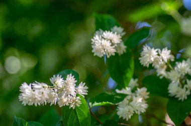 Deutzia Scabra 'nın tüylü gururu Rochester' ın çiçek açmış beyaz çiçekleri, çiçek açan bitkileri, tomurcukları ve yeşil yaprakları olan çalıları, Candidissima tarlası