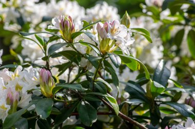 Rhododendron Madam Masson. Sarı noktalı beyaz çiçekler. Çiçek açan yeşil çalılar, dallarda yeşil yapraklar.