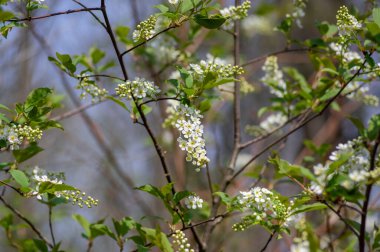 Prunus padus beyaz çiçek açan kuş vişneli böğürtlen ağacı, çiçek açmış hagberry yardım ağacı, yeşil yapraklı süs çiçeği