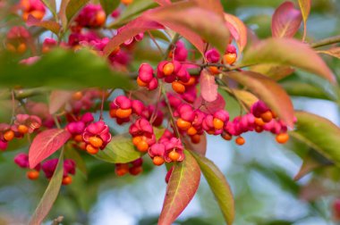 Euonymus europaeus Avrupa ortak Milli kapsülü olgunlaşan sonbahar meyveleri, turuncu tohumlu kırmızı ya da pembe renkler, sonbahar renkli yapraklar