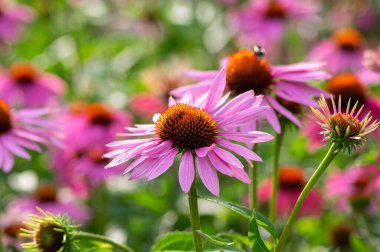 Echinacea purpurea mor hindistan cevizi çiçekleri çiçek açan bitkiler, çiçek açmış tıbbi kirpiler grubu, yeşil yapraklar.