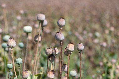 Papaver somniferum afyon haşhaş tohumu olgunlaşmış tohumlar tarlada, hasat zamanından önce bir grup bitki
