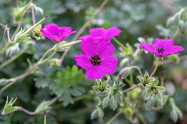 Geranium sanguineum kanlı turnalar parlak pembe çiçekli bir bitki, çiçek açmış bahçeler, yeşil yapraklar