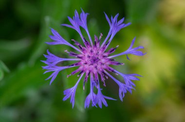 Centaurea Montana Dağı Mısır Çiçeği. Çiçek açmış mavi mor çiçekler. Knapweed mavisi çiçek açan bitki.