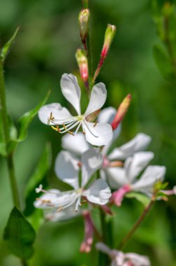Gaura lindheimeri saat otu arı çiçekleri dönen kelebekler çiçek açan beyaz çiçekler, uzun çiçek açan Kızılderili tüyü bitkileri dalları.