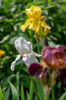 Çiçeklerle süslenmiş Iris Germanica çiçekleri, bahçede çiçek açan güzel uzun Sibirya bayrakları.