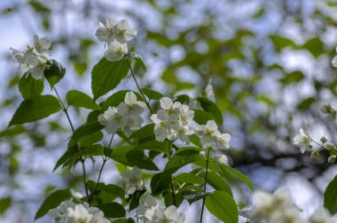 Çalı dallarında çiçek açan tatlı, sahte turuncu beyaz çiçekler, çiçek açan İngiliz Dogwood vahşi süs bitkisi, yeşil yapraklar.