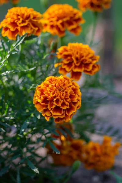 Tagetes Patula Caléndula Francesa Amarillo Brillante Naranja Planta Con Flores —  Fotos de Stock