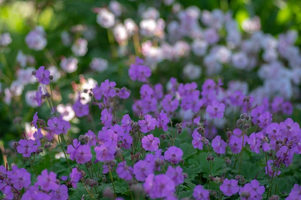 Geranium Cantabrigiense Karmina Plantes Fleurs Avec Bourgeons Groupe Fleurs Ornementales — Photo