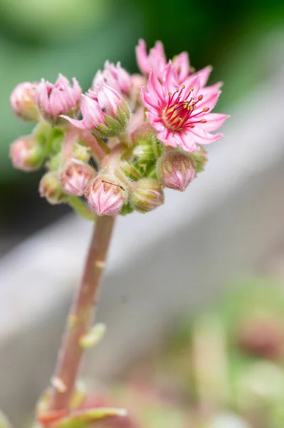 Sempervivum Arachnoideum Rózsaszín Virágzó Díszítő Pókháló Ház Póréhagyma Növények Kis — Stock Fotó