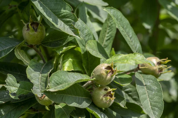 Mespilus Germanica Δεν Έχει Ωριμάσει Ωριμάζοντας Κοινούς Καρπούς Medlar Στο — Φωτογραφία Αρχείου