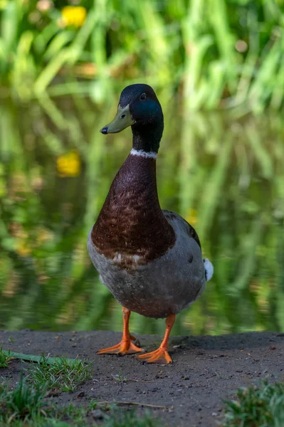 Einsames Entenmännchen Posiert Der Nähe Eines Kleinen Teiches Öffentlichen Park — Stockfoto