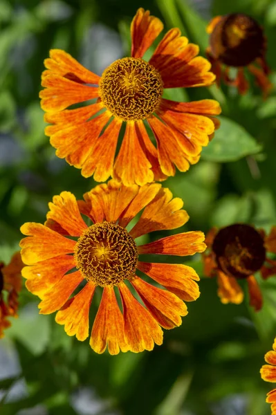 Helenium Hybridum Laranja Plantas Floração Amarelas Grupo Flores Espirro Cultivadas — Fotografia de Stock