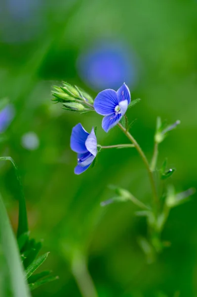 Veronica Chamaedrys Germandiai Virágzó Növény Kis Virágok Mély Kék Szirmok — Stock Fotó