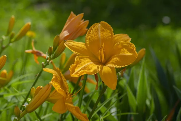 Hemerocallis Darwin Plantas Longfields Serenata Laranja Branca Brilhante Grandes Flores — Fotografia de Stock