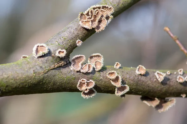 Schizophyllum Commune Species Gilled Fungus Wood Branches Forest Daylight — Foto de Stock