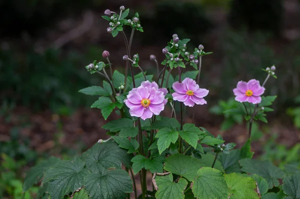 Anemone Hupehensis Praecox Pink Petal Simplicity Flowering Plant Windflowers Flowering — Stock Photo, Image